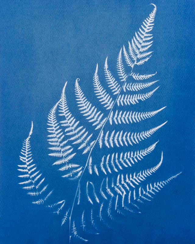 Fern II