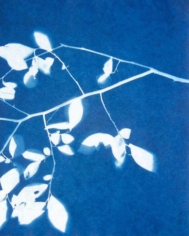 Under the Canopy II (diptych 2 of 2)