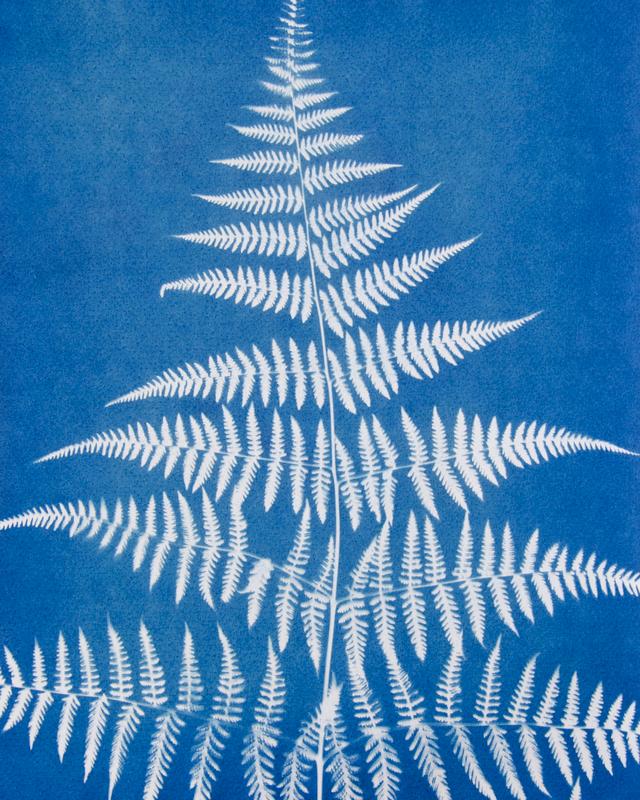 Fern I